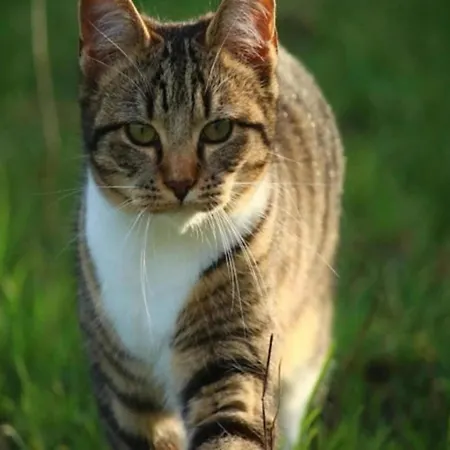 Holiday home Cozy Riverside Escape